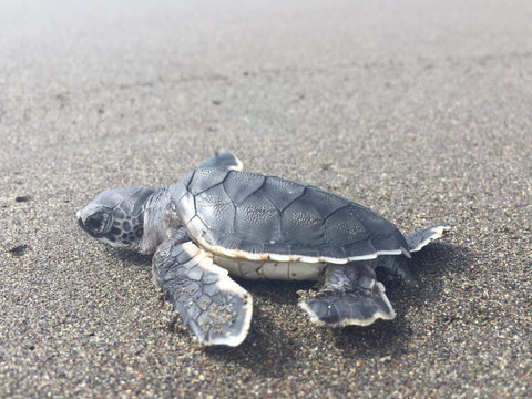 Baby Schildkröte im Sand