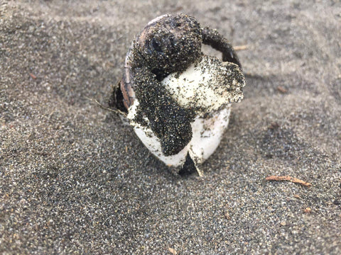 Baby Schildkröte schlüpft aus Ei