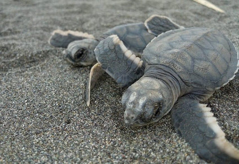 Zwei Baby Schildkröten im Sand