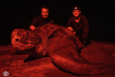 Zwei Männer sitzen am Strand hinter einer Schildkröte bei Nacht